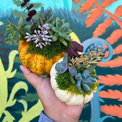 Succulent Pumpkins
