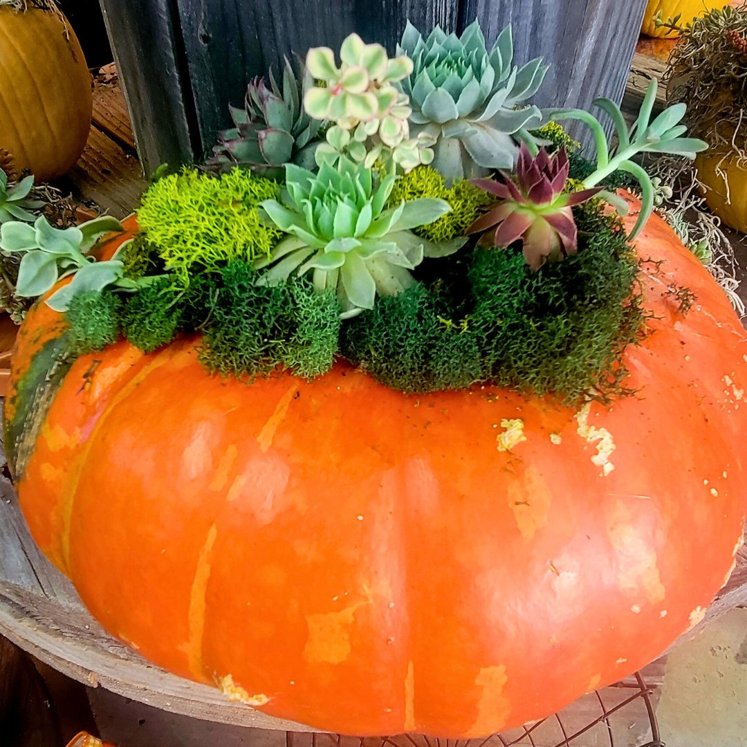 Succulent Pumpkins