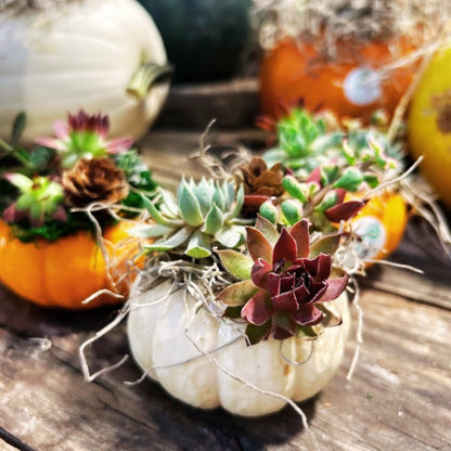 Succulent Pumpkins