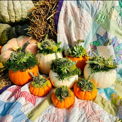 Succulent Pumpkins