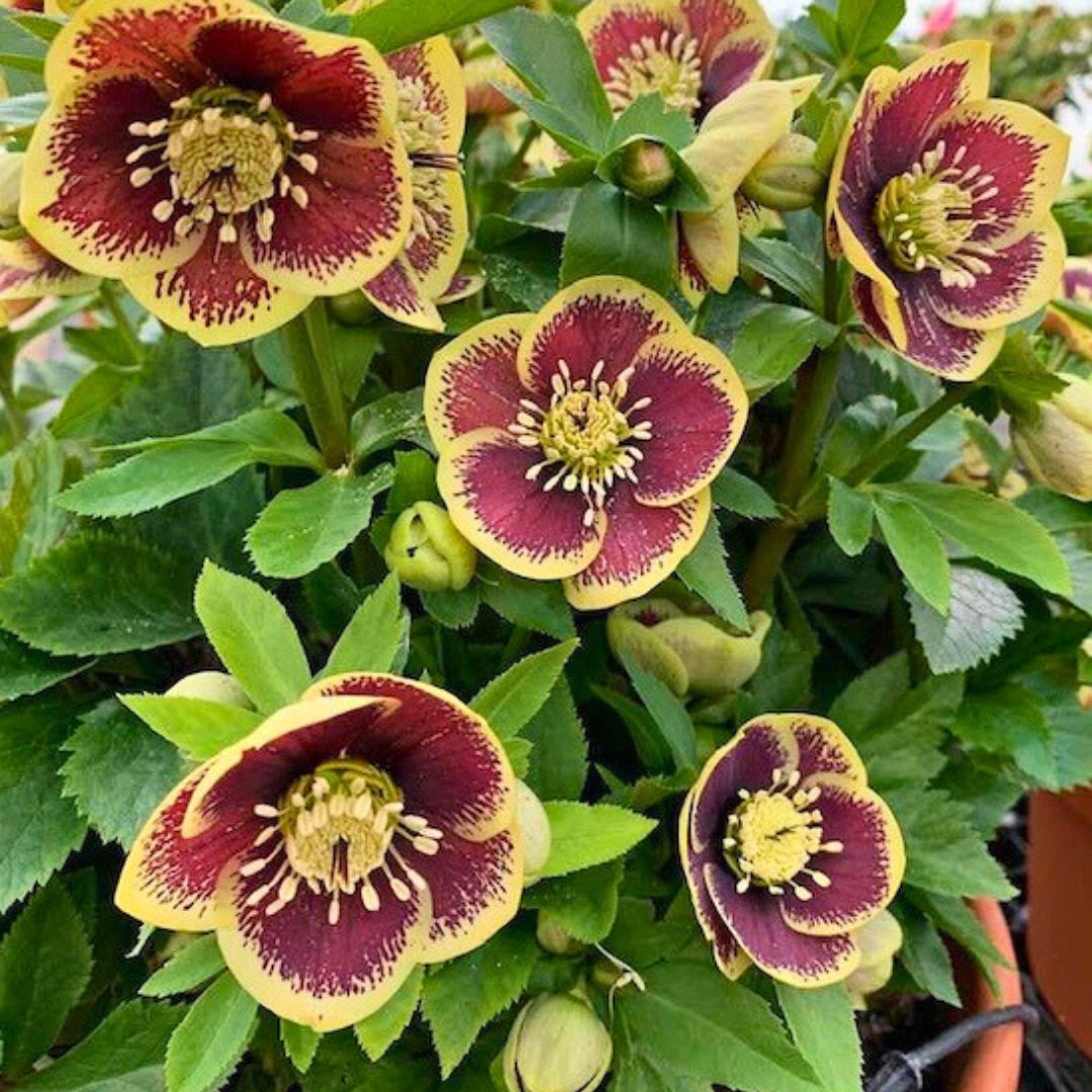 Rio Carnival— Hellebores (Honeymoon Series)