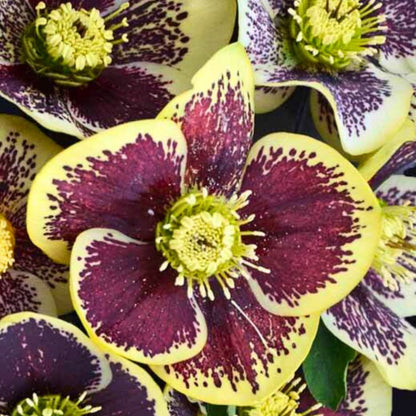 Rio Carnival— Hellebores (Honeymoon Series)