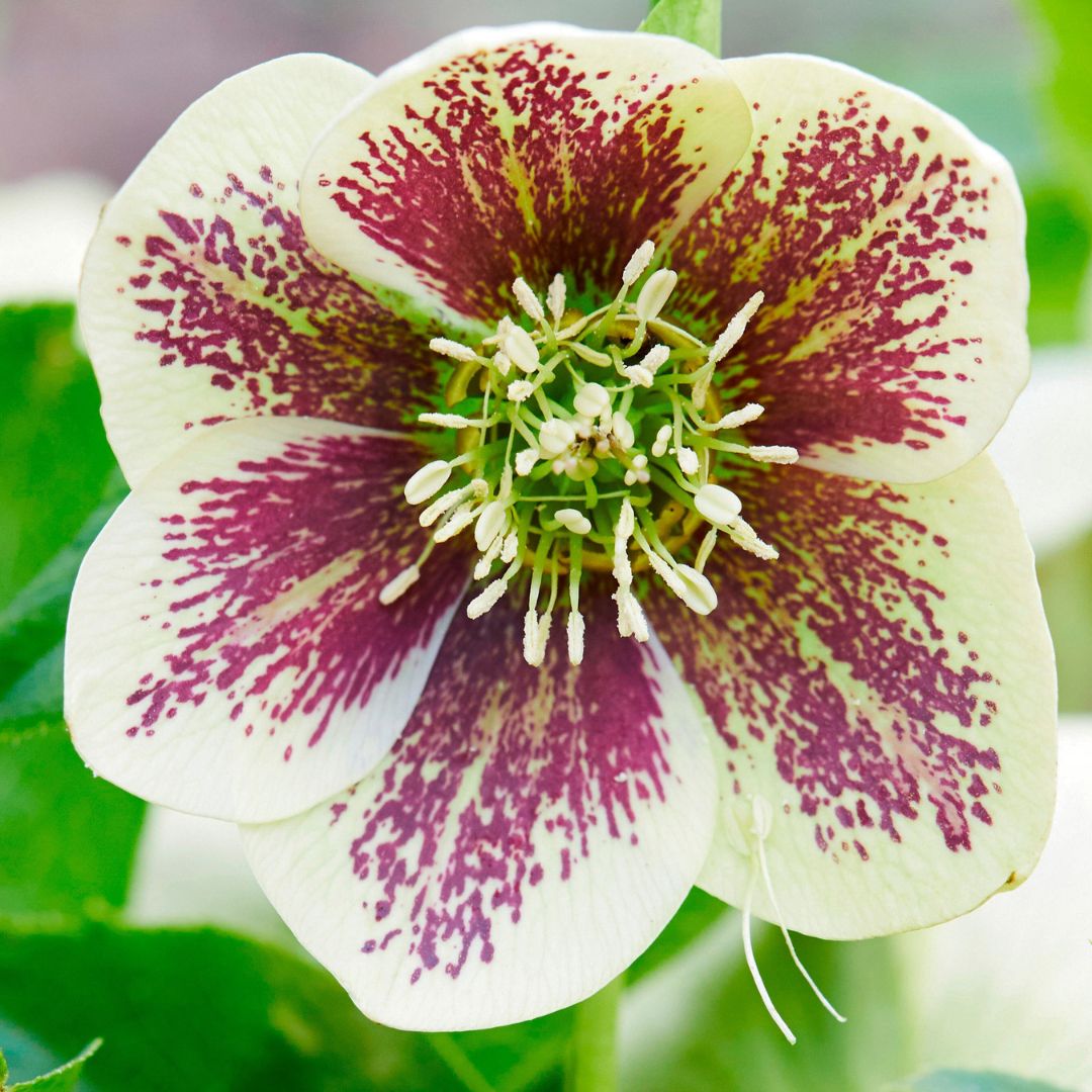 Rio Carnival— Hellebores (Honeymoon Series)