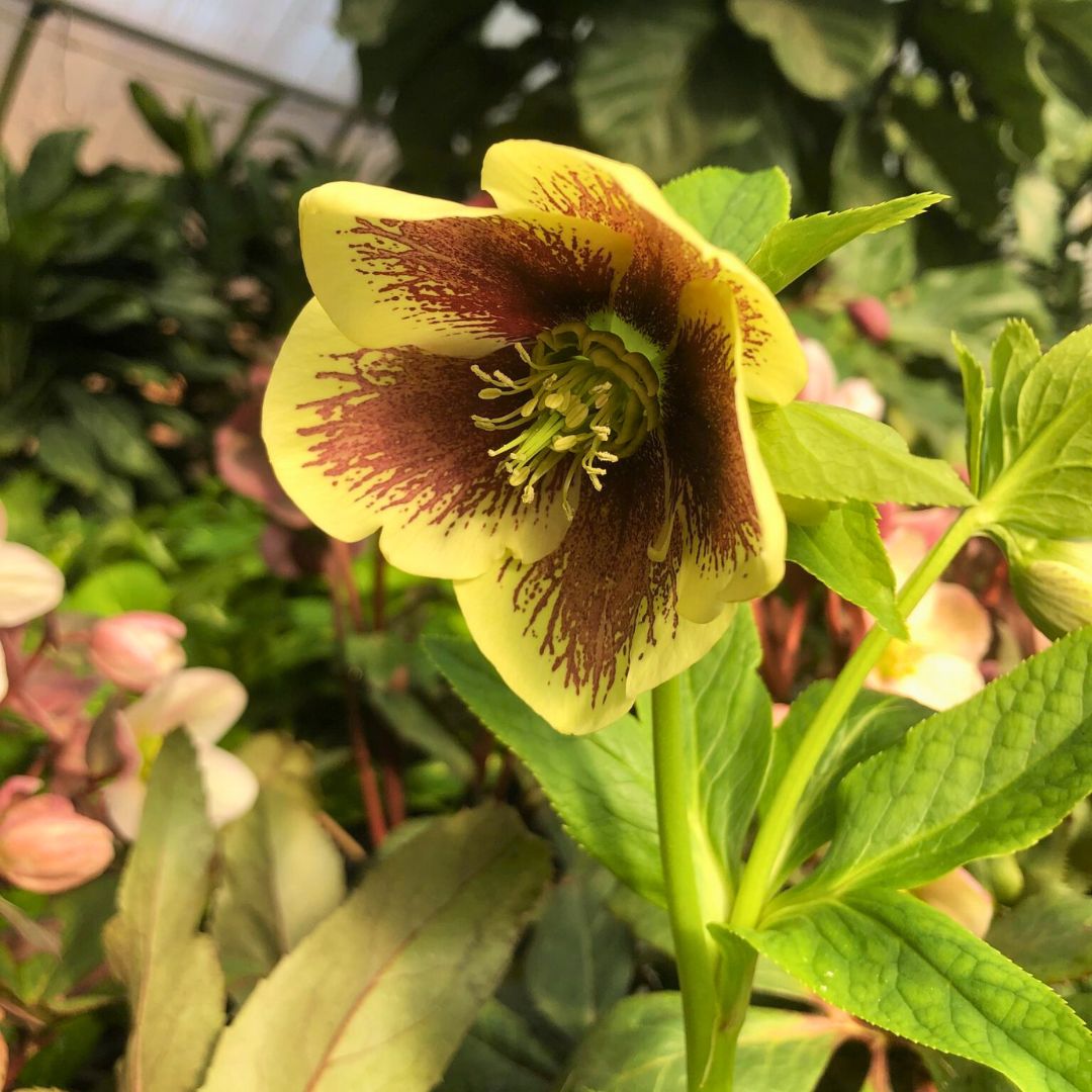 Rio Carnival— Hellebores (Honeymoon Series)