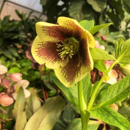 Rio Carnival— Hellebores (Honeymoon Series)