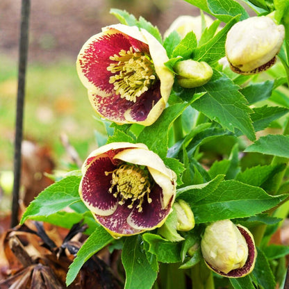 Rio Carnival— Hellebores (Honeymoon Series)