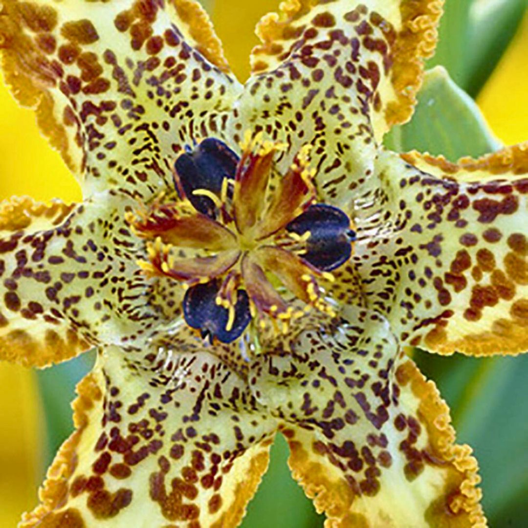Starfish Iris— Spring Bulb 🌱