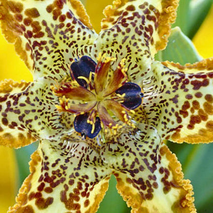 Starfish Iris— Spring Bulb 🌱