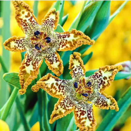 Starfish Iris— Spring Bulb 🌱