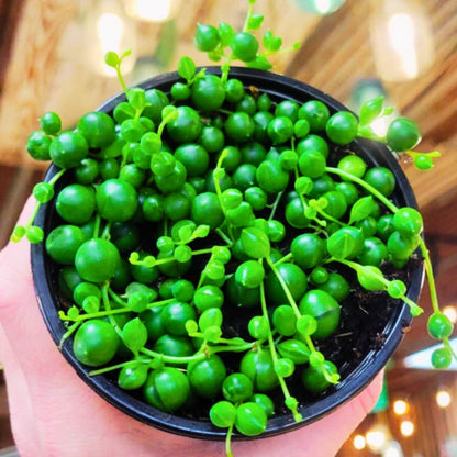 String of Pearls 🪴