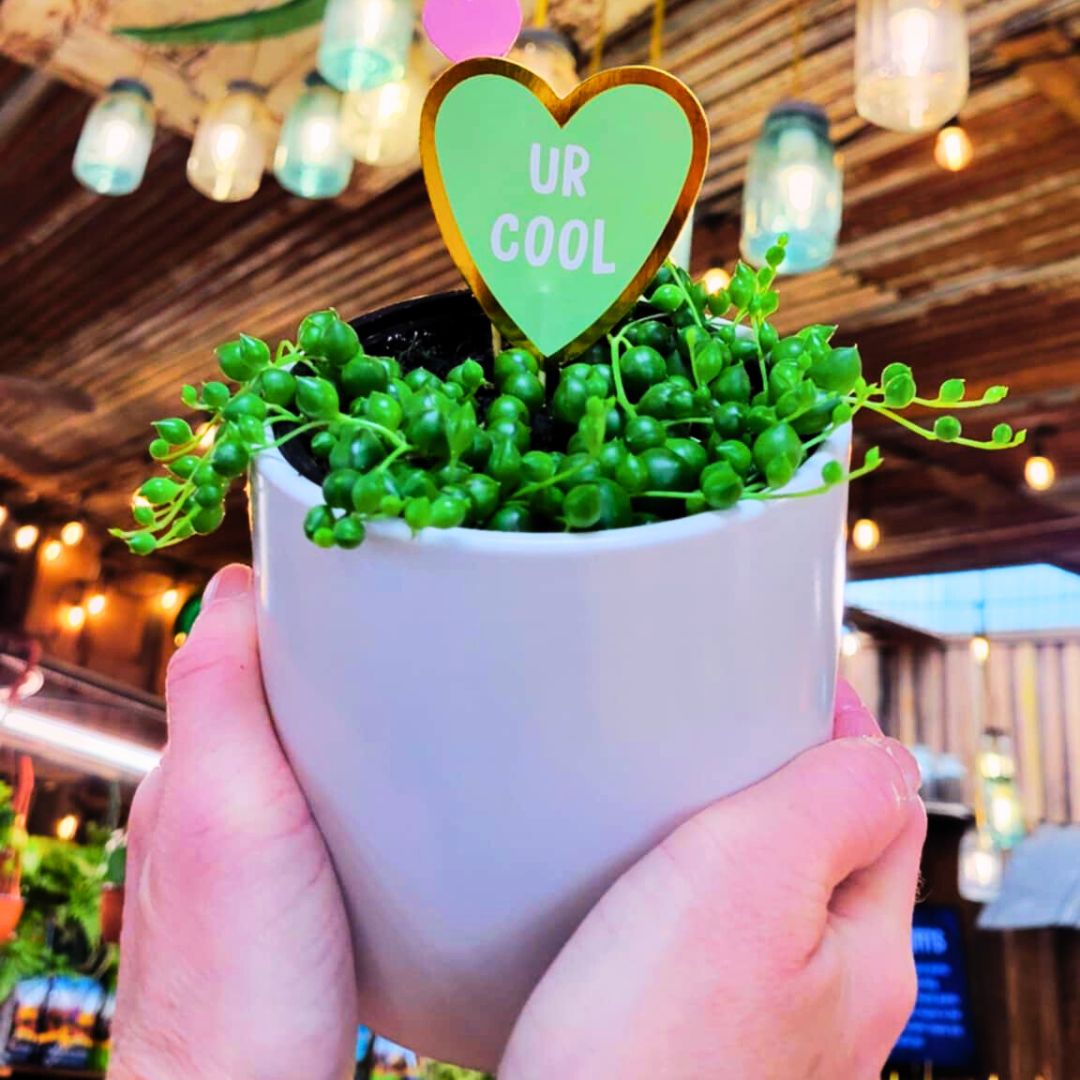 String of Pearls 🪴