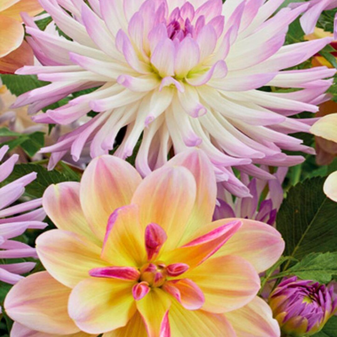 Dahlia 'Summer Daydream' Collection - Spring Bulb 🌱