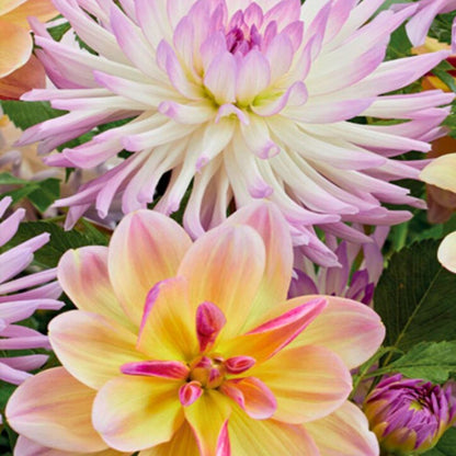 Dahlia 'Summer Daydream' Collection - Spring Bulb 🌱