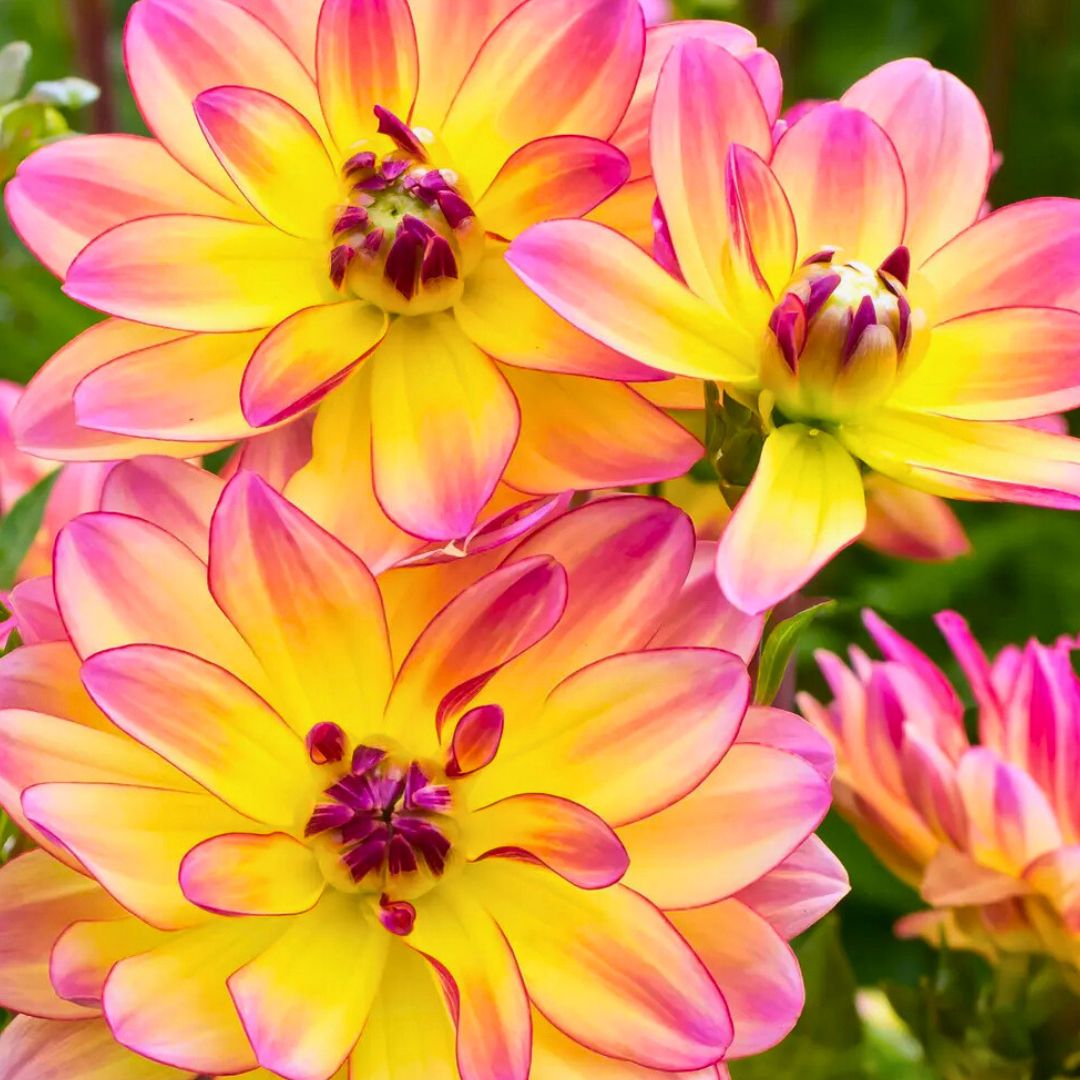 Dahlia 'Summer Daydream' Collection - Spring Bulb 🌱