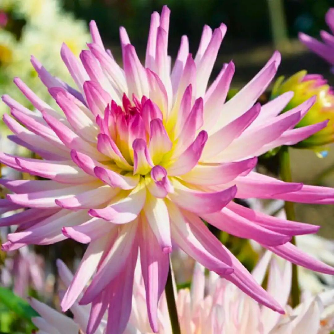 Dahlia 'Summer Daydream' Collection - Spring Bulb 🌱