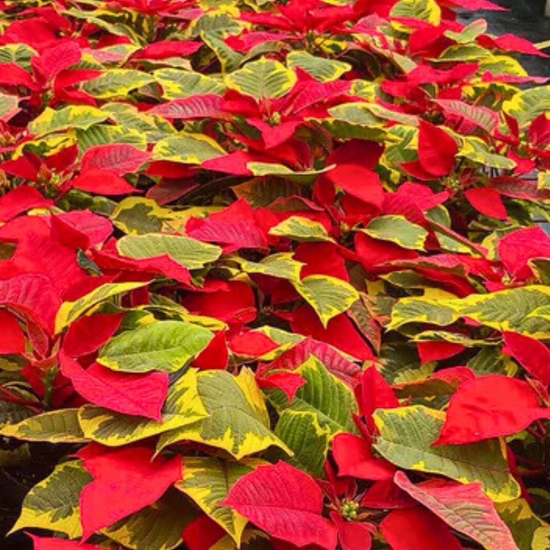 'The Fiddlefied' Poinsettia
