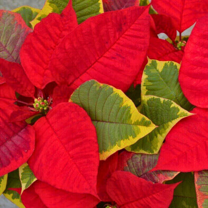 'The Fiddlefied' Poinsettia