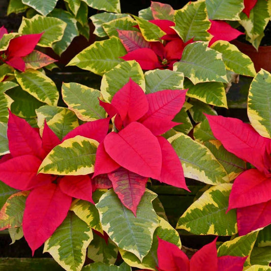 'The Fiddlefied' Poinsettia