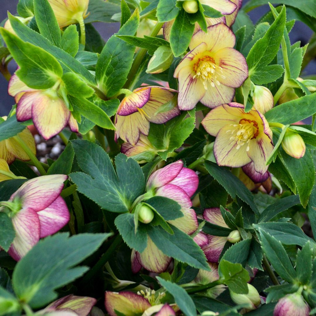 Tropical Sunset— Hellebores (Honeymoon Series)