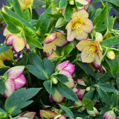 Tropical Sunset— Hellebores (Honeymoon Series)