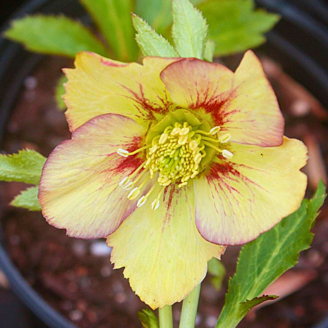 Tropical Sunset— Hellebores (Honeymoon Series)