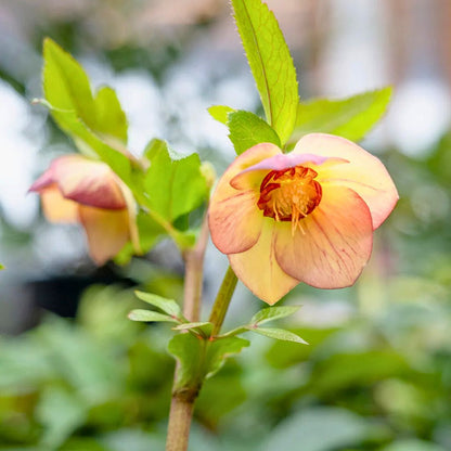 Tropical Sunset— Hellebores (Honeymoon Series)