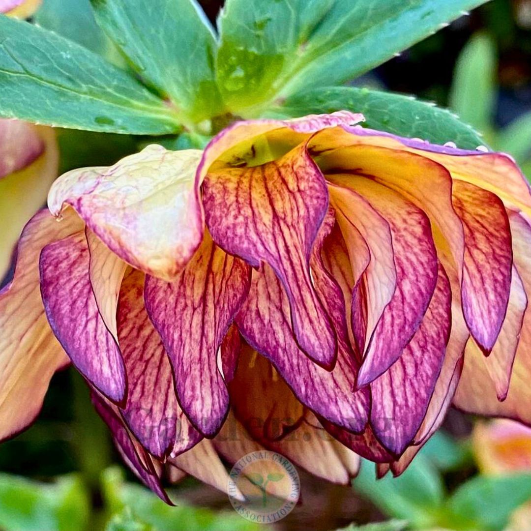 Tropical Sunset— Hellebores (Honeymoon Series)