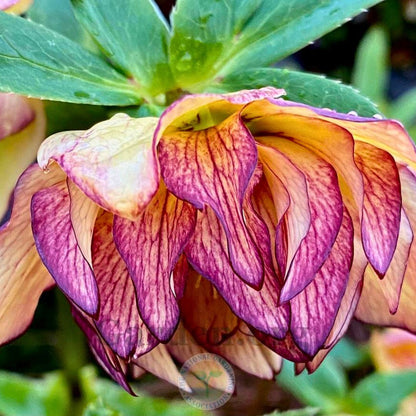 Tropical Sunset— Hellebores (Honeymoon Series)
