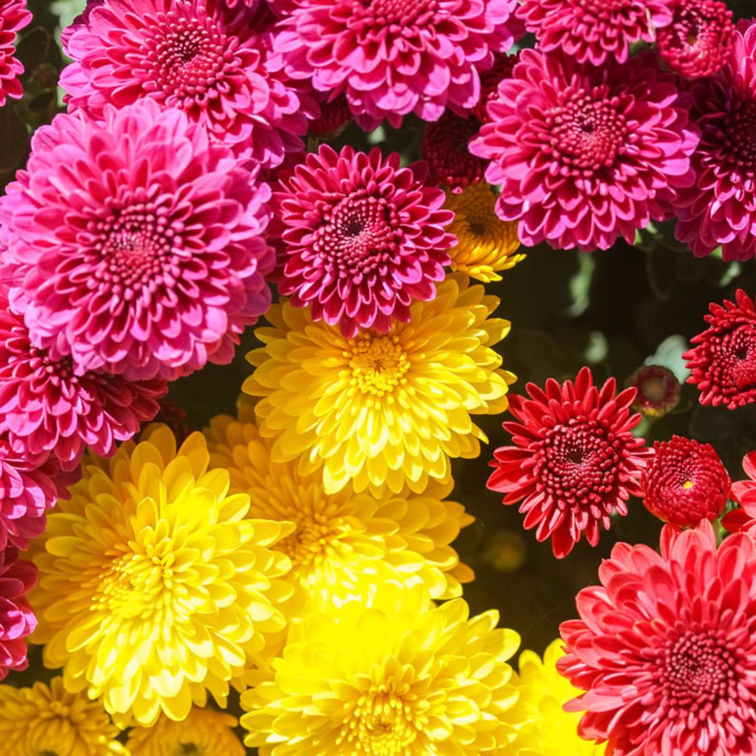 Mum-Believable Tricolor