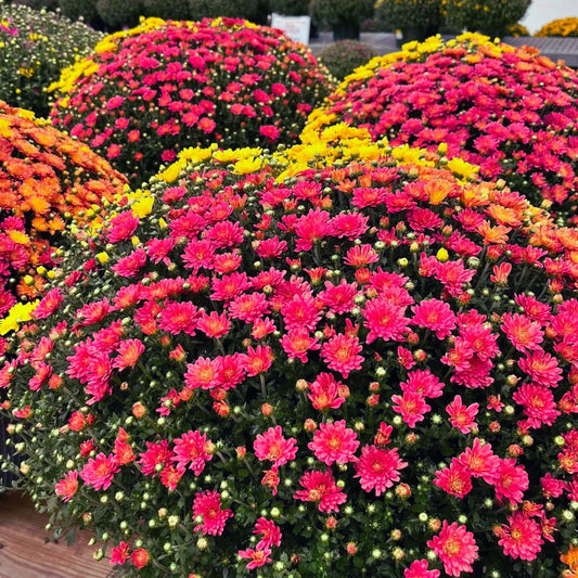 Mum-Believable Tricolor