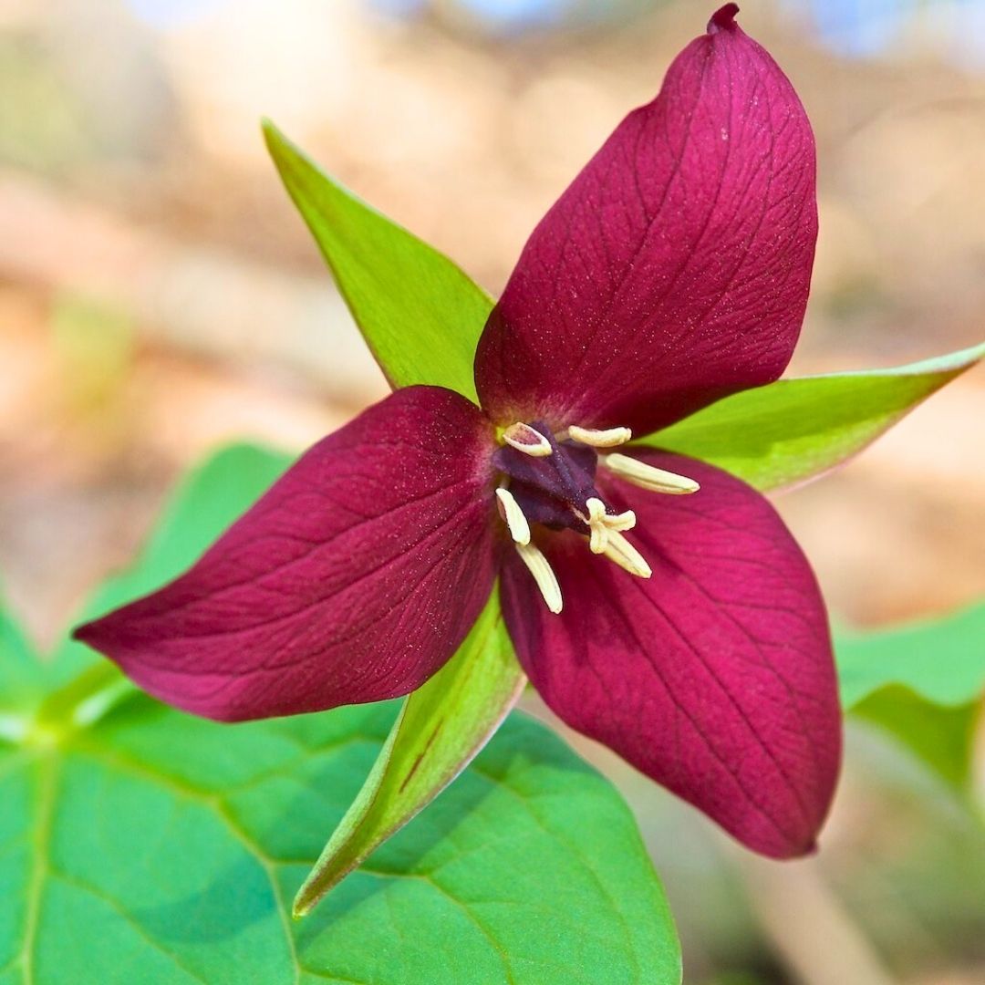 Trillium 'Wake-Robin Red'— Spring Bulb 🌱