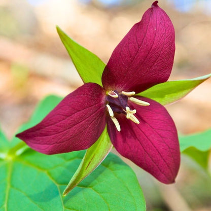 Trillium 'Wake-Robin Red'— Spring Bulb 🌱