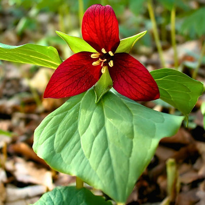 Trillium 'Wake-Robin Red'— Spring Bulb 🌱