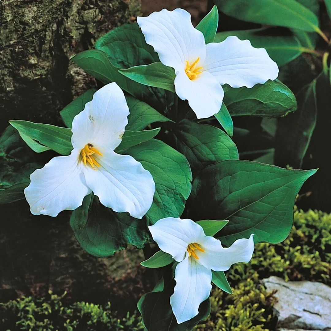 Trillium 'Wake-Robin White'— Spring Bulb 🌱