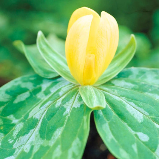Trillium 'Wake-Robin Yellow'— Spring Bulb 🌱
