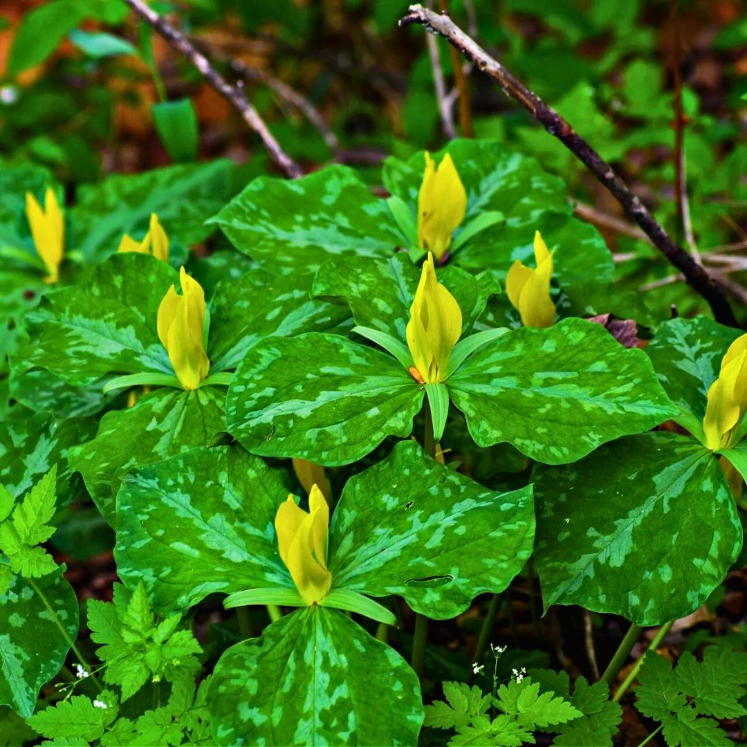 Trillium 'Wake-Robin Yellow'— Spring Bulb 🌱