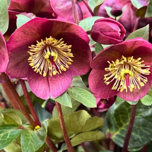 Hellebores (Lenten Rose)
