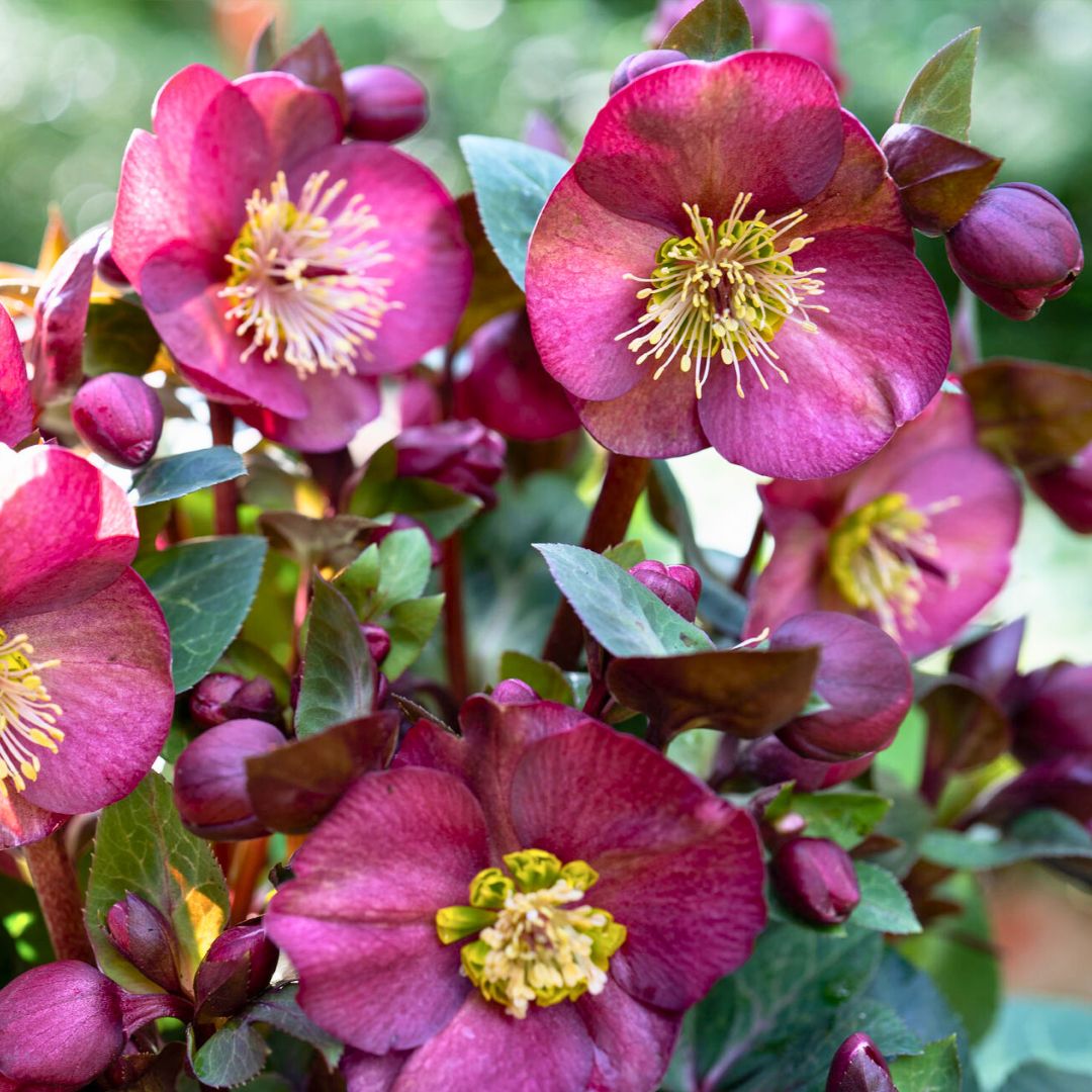 Hellebores (Lenten Rose)