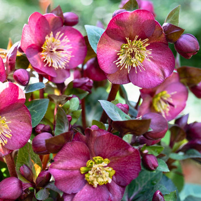Hellebores (Lenten Rose)