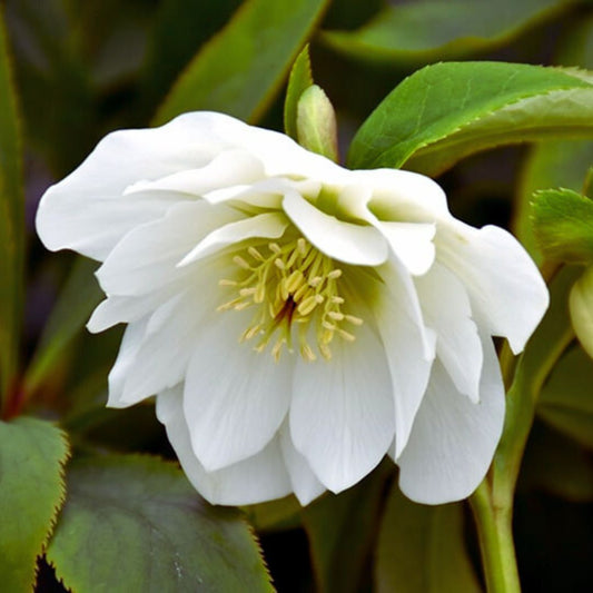 Wedding Bells — Hellebores (Wedding Party Series)