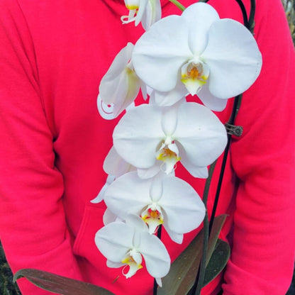 Jolly & Bright Orchids