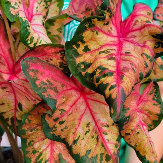 Caladium 'Clowning Around'