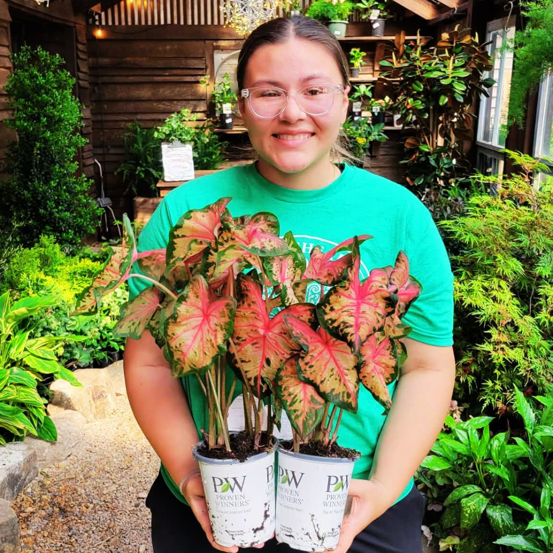 Caladium 'Clowning Around'