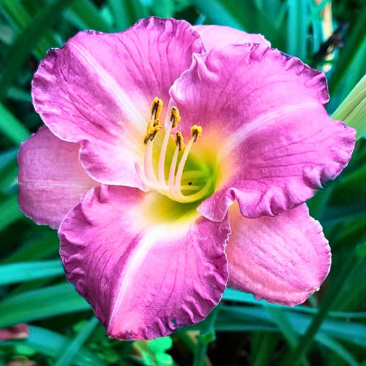 Entrapment Daylily