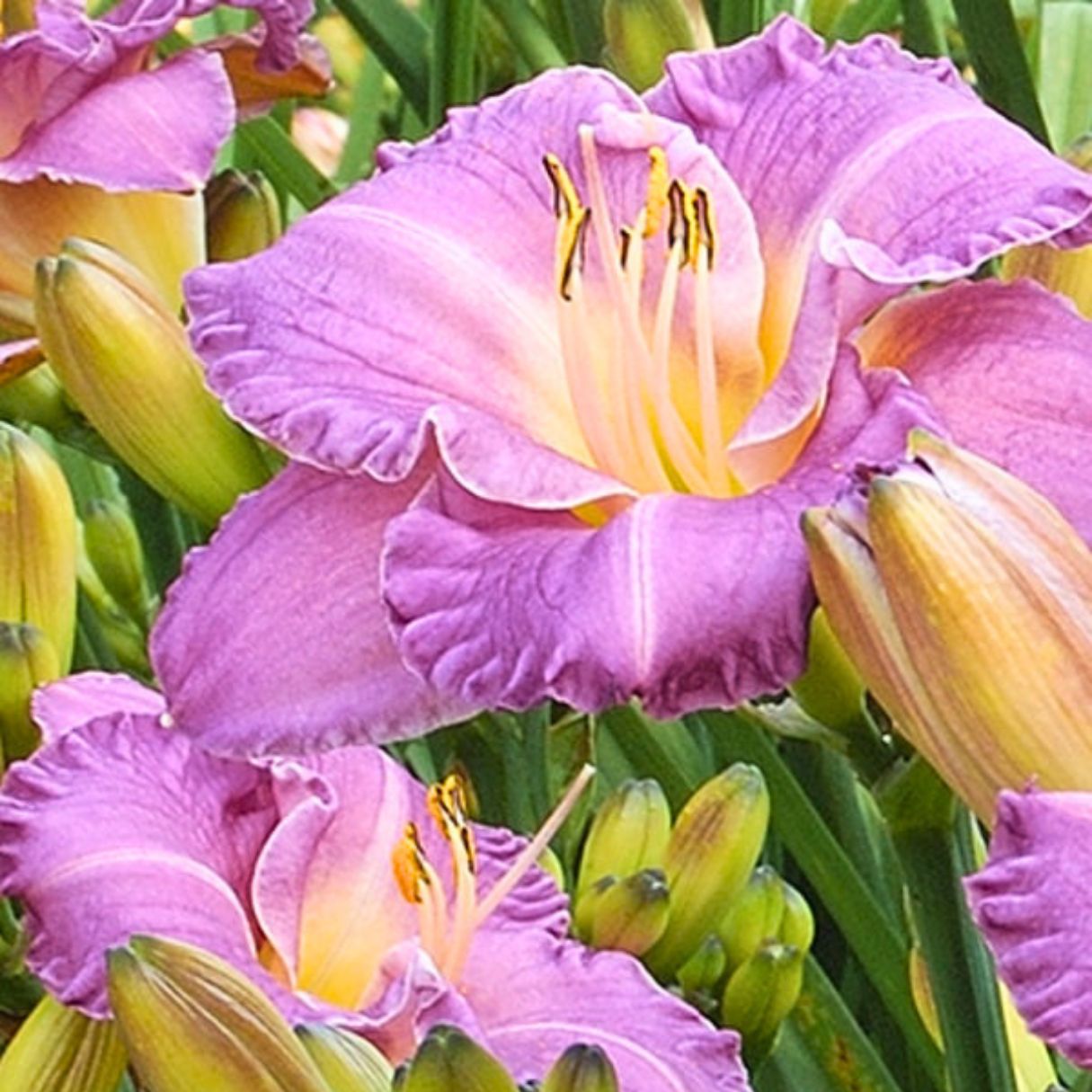 Entrapment Daylily