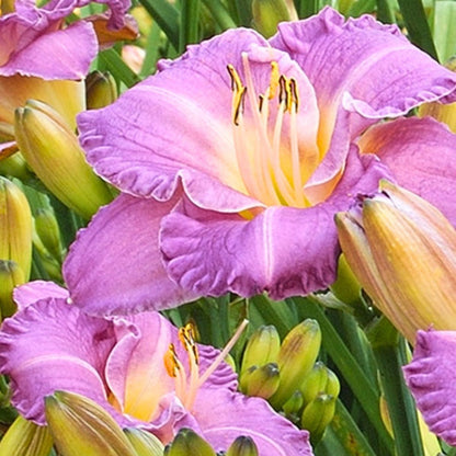 Entrapment Daylily