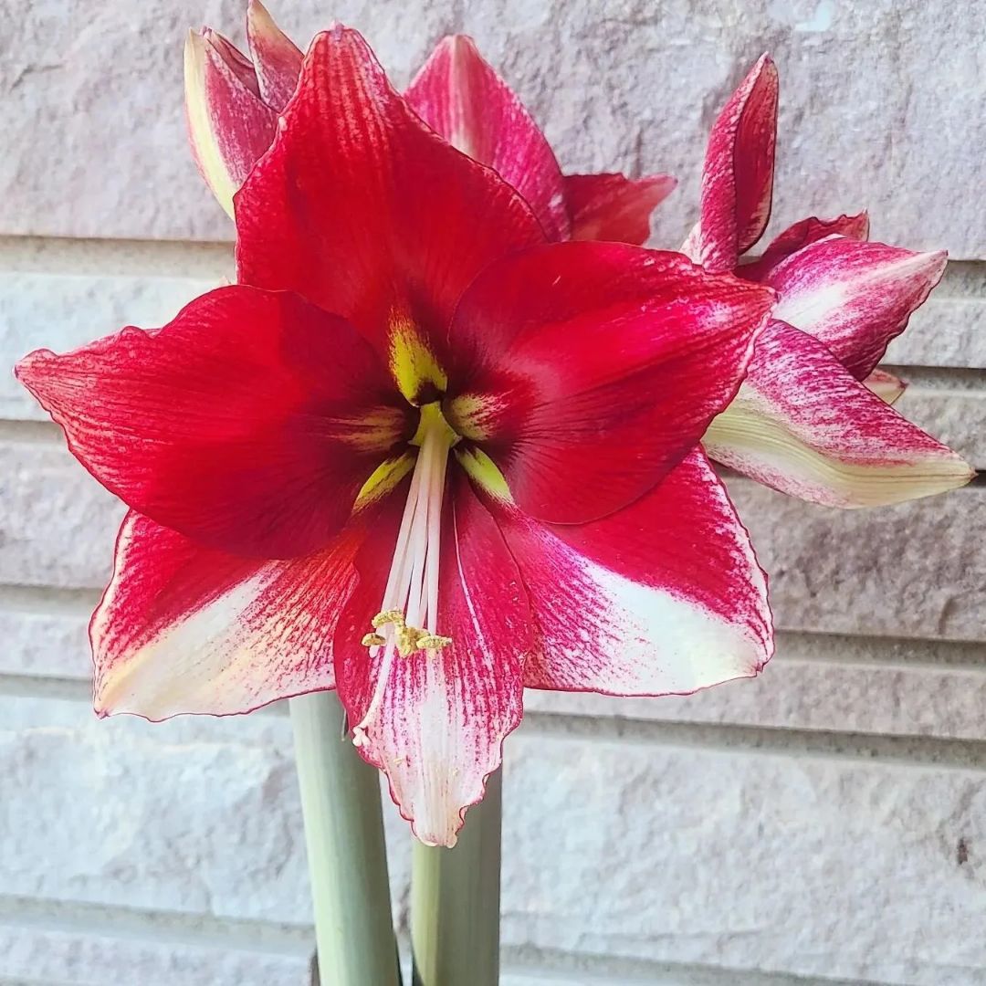 Amaryllis 'American Dream'