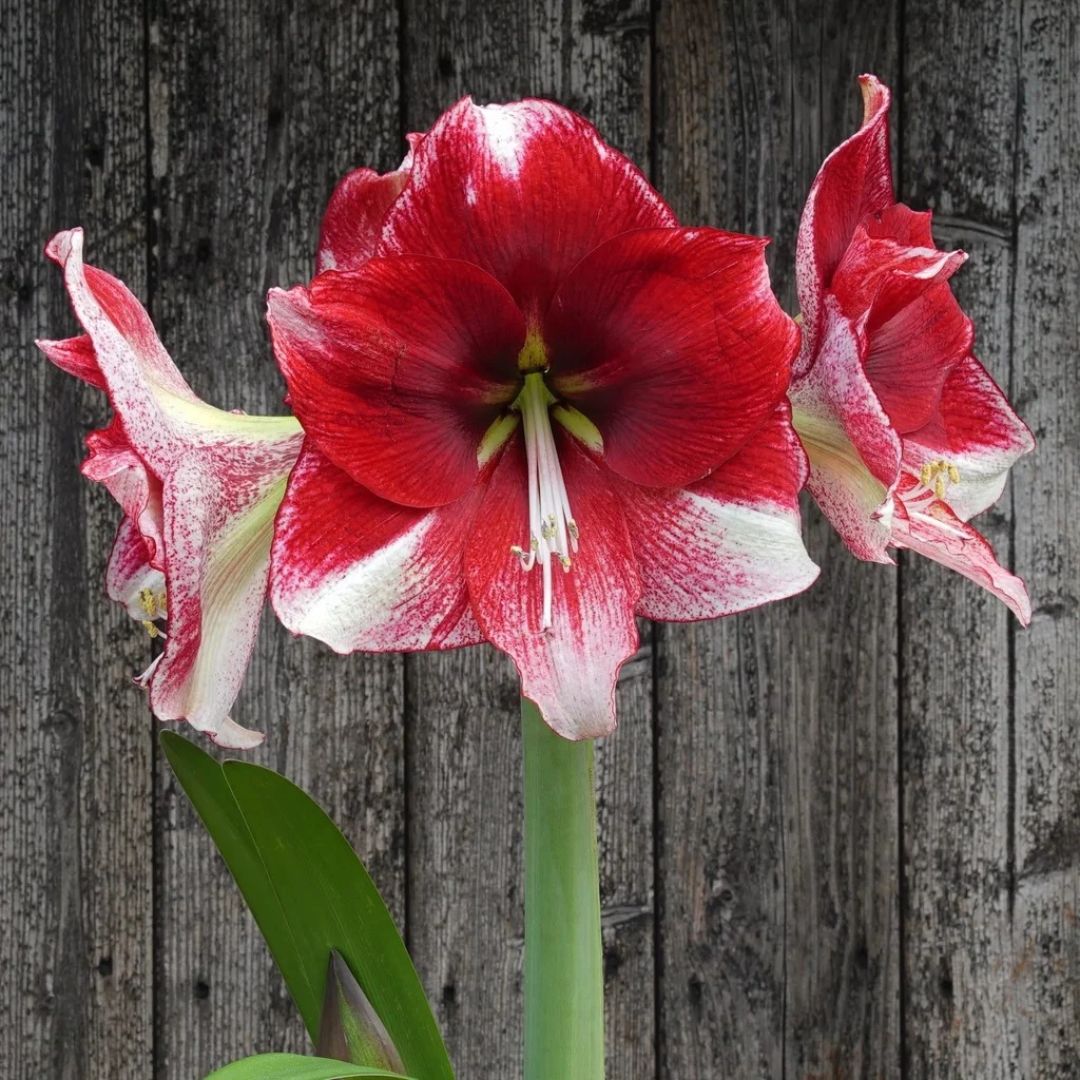 Amaryllis 'American Dream'