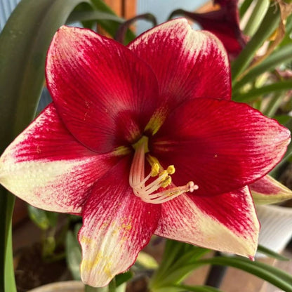 Amaryllis 'American Dream'