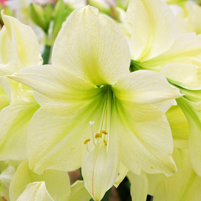 Amaryllis 'Lemon Star'